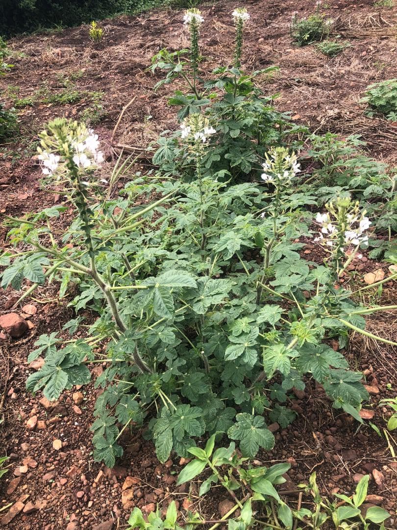 A plant with white flowers.