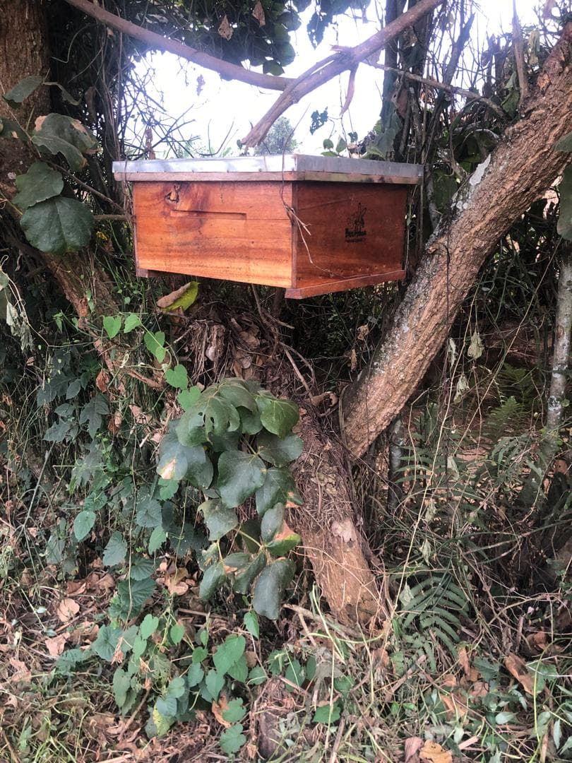 A mordern beehive hanging on a tree.