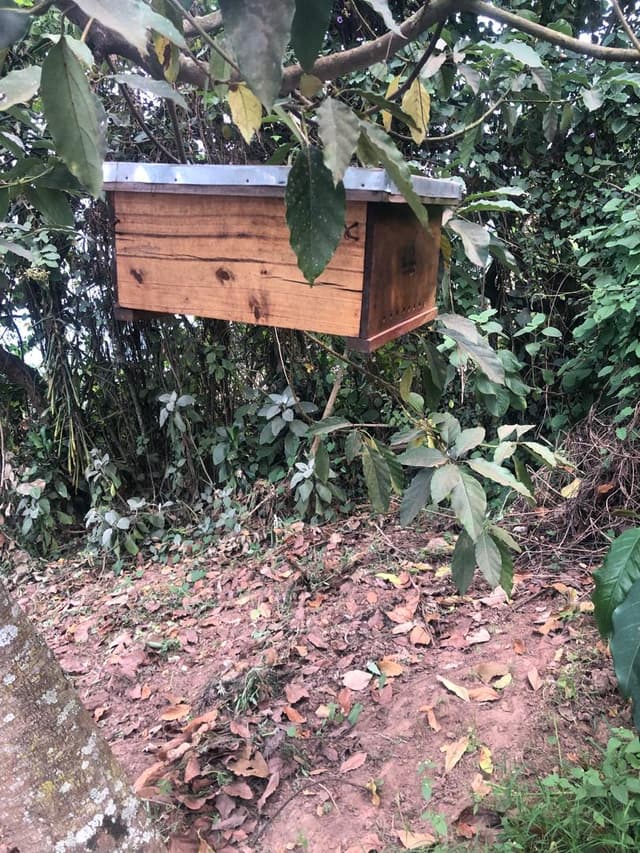 A morden bee hive hanging on a tree